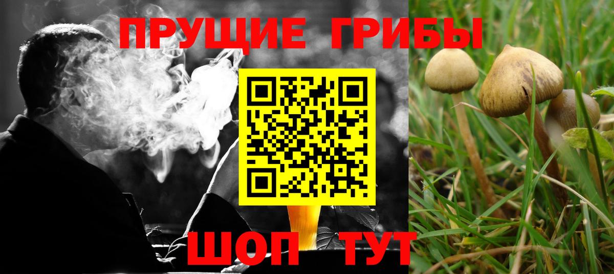 Псилоцибиновые грибы прущие грибы Новокуйбышевск